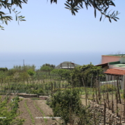 Ciglio_Forio agricoltura Forio Ischia