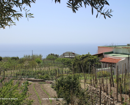 agricoltura Forio Ischia