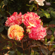 fiore