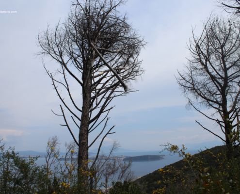 Pini Bosco Maddalena Casamicciola