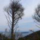Pini Bosco Maddalena Casamicciola