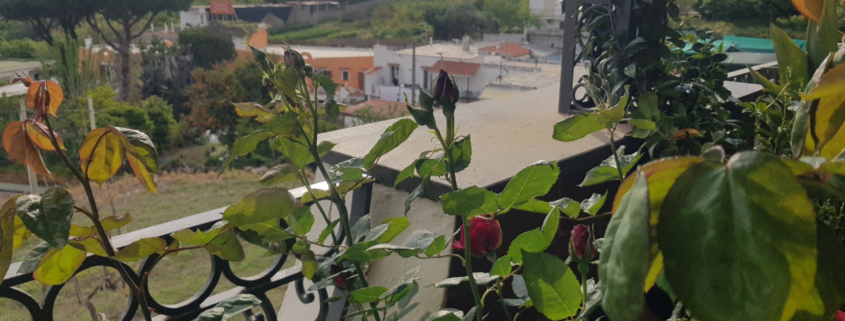 Ischia 25 aprile