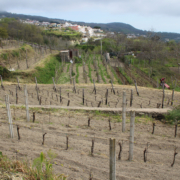 Vigneto Cenatiempo Vini Ischia Vigneto Cenatiempo Vini Ischia
