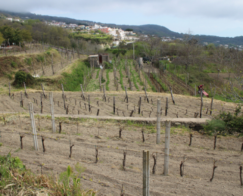 Vigneto Cenatiempo Vini Ischia
