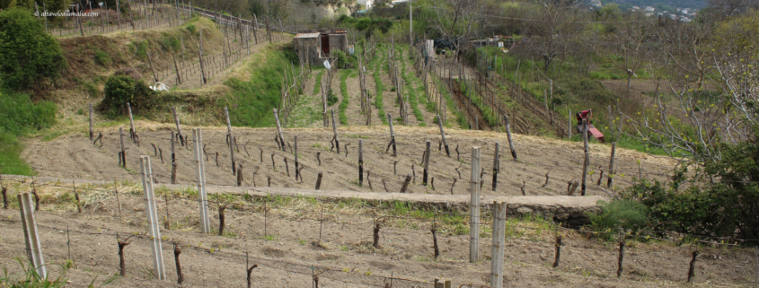 Vigneto Cenatiempo Vini Ischia