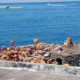 Casamicciola litoranea