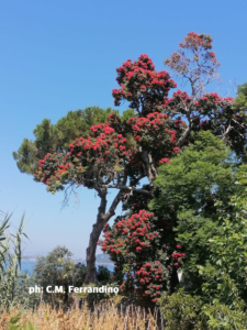 Pianta Pianta rossa