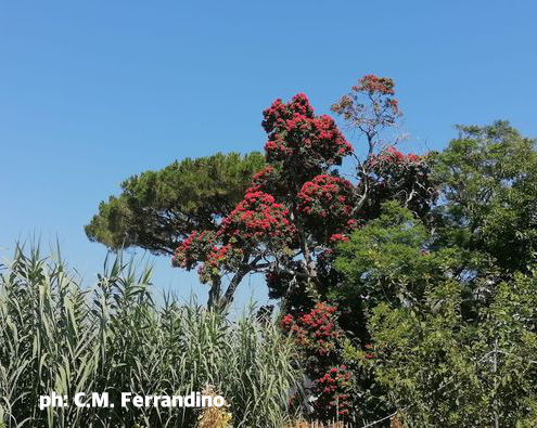 Pianta rossa Ischia