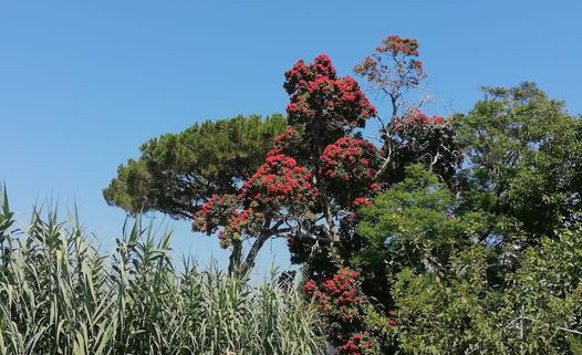 Pianta rossa Ischia