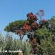 Pianta rossa Ischia