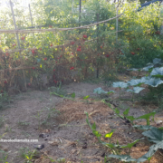 Filari_pomodori Orto filari pomodori