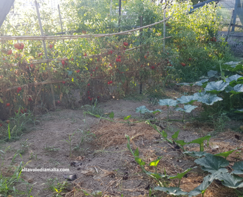 Orto filari pomodori