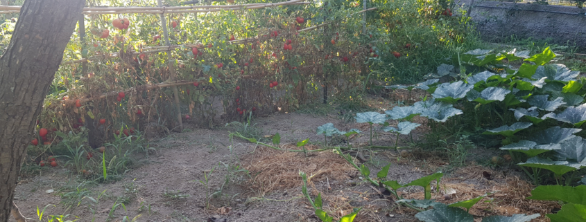 Orto filari pomodori