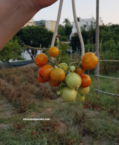 pomodori piennoli