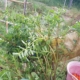 Portulaca