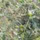 erba selvatica
