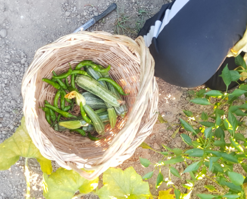Zucchine peperoni orto