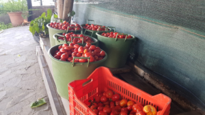 Pomodori raccolti