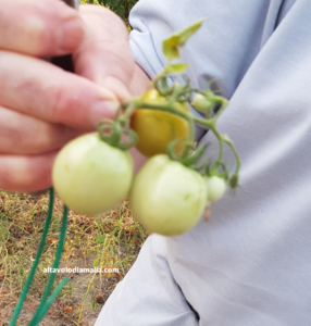Pomodori da appendere