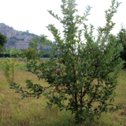 Terreno_Filippo_Marco_Ischia Terreno agricolo Ischia