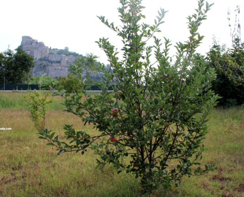 Terreno agricolo Ischia