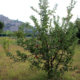 Terreno agricolo Ischia