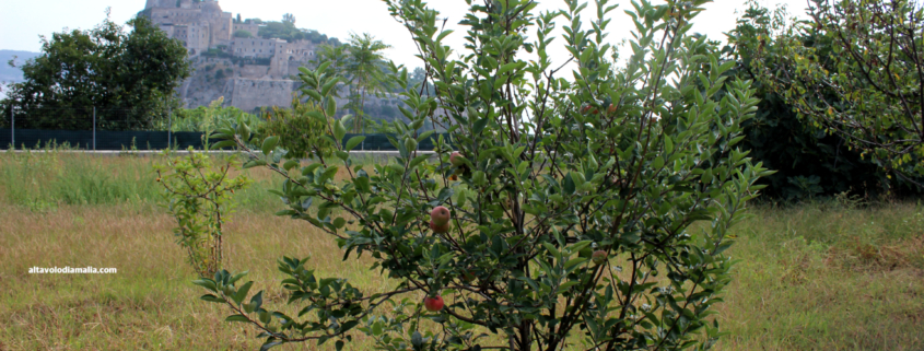 Terreno agricolo Ischia