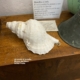 Tofa Museo del Mare Ischia
