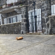 Gatto Soronzano