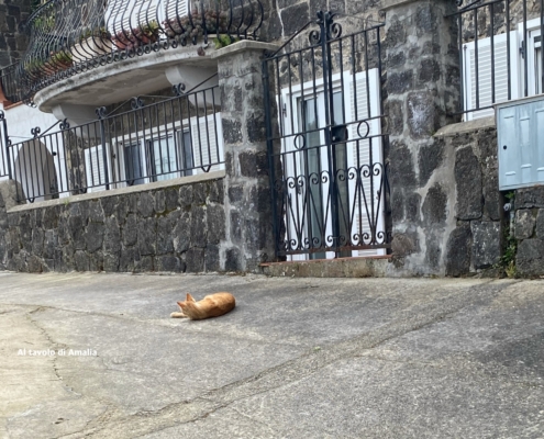 Gatto Soronzano