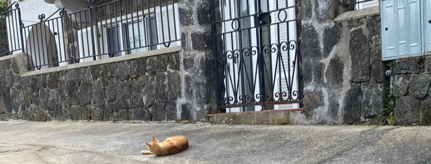 Gatto Soronzano