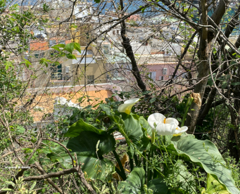 Rova robbia