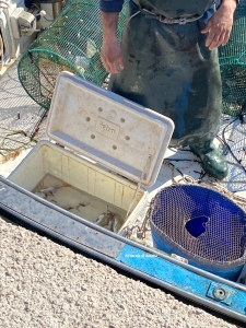Pesce fresco